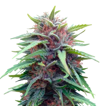 plante de cannabis Durban Poison