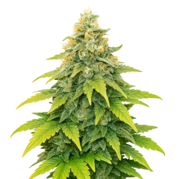 plante de cannabis Fat Bastard Auto