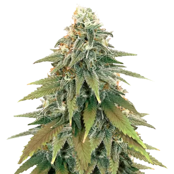 plante de cannabis Fat Bastard
