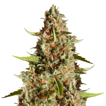 plante de cannabis Fire OG