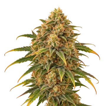 Florida Sunrise Auto