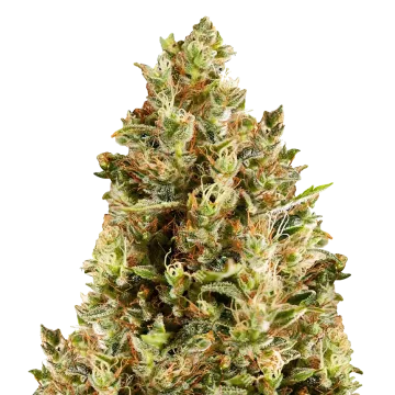 plante de cannabis Forbidden Fruit