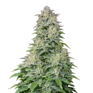 plante de cannabis Forbidden Runtz Auto