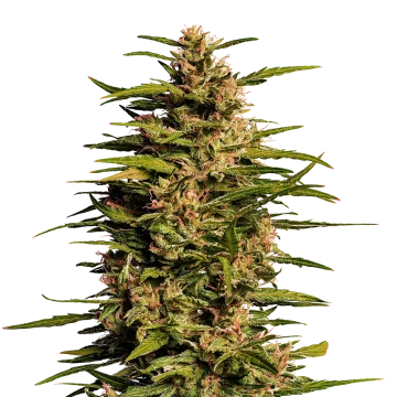 plante de cannabis Fruity Pebbles