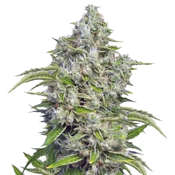 plante de cannabis Future #1