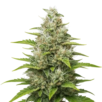 plante de cannabis Future #1 Auto