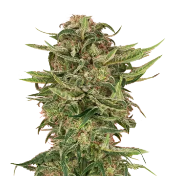 plante de cannabis G13