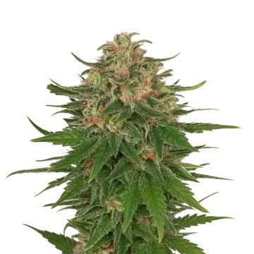 plante de cannabis G13 Auto