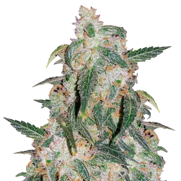 plante de cannabis Gary Payton