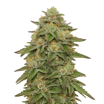 plante de cannabis Gelato Auto