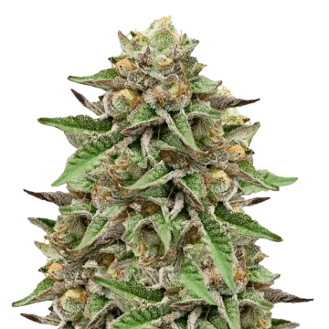 plante de cannabis Gelato