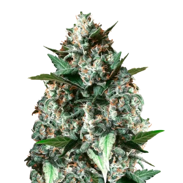 plante de cannabis Gelonade
