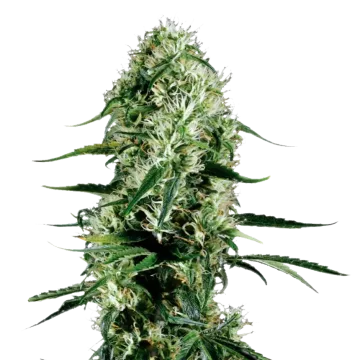 plante de cannabis Ghost Train Haze