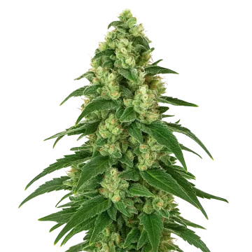 plante de cannabis Girl Scout Cookies Auto