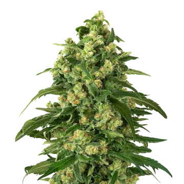 plante de cannabis Girl Scout Cookies