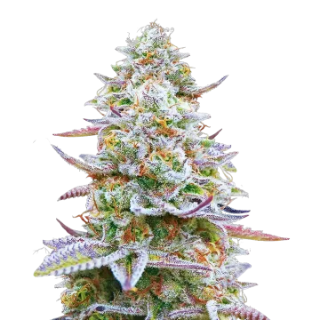 plante de cannabis Glitter Bomb