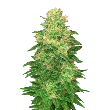 plante de cannabis Glookies Auto