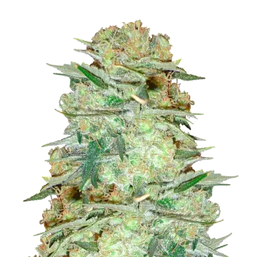 plante de cannabis Glookies