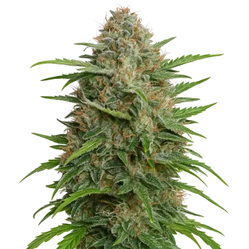 plante de cannabis GMO Cookies Auto