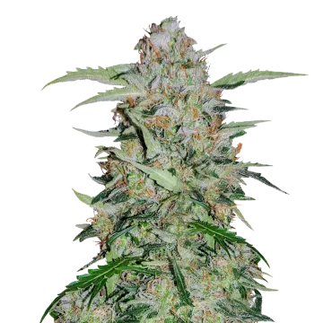 plante de cannabis GMO Cookies
