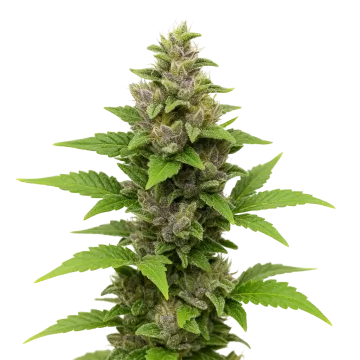 plante de cannabis Godfather OG Auto