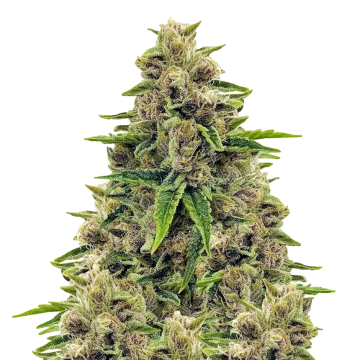 plante de cannabis Godfather OG