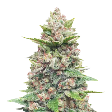 plante de cannabis God's Gift