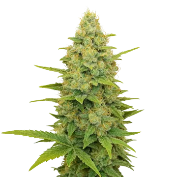 plante de cannabis Gold Leaf Auto