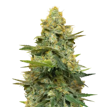 plante de cannabis Gold Leaf
