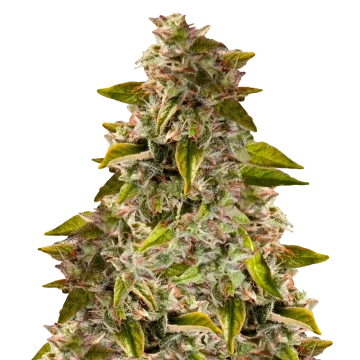 plante de cannabis Golden Goat