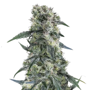 plante de cannabis Gorilla Cookies