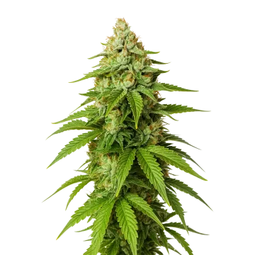 plante de cannabis Gorilla Glue Auto