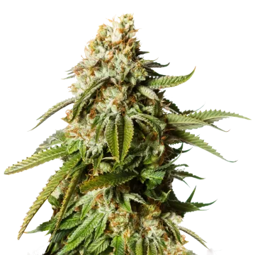 plante de cannabis Gorilla Glue