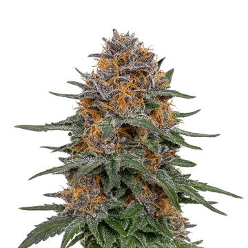 plante de cannabis Granddaddy Purple Auto