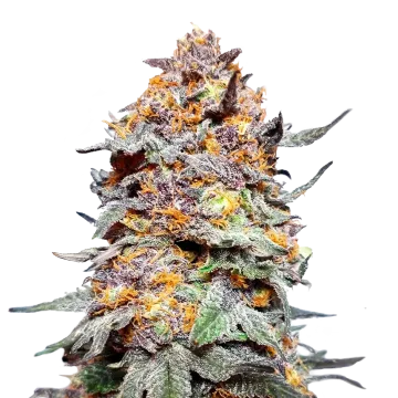 plante de cannabis Granddaddy Purple