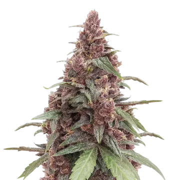 plante de cannabis Grandmommy Purple