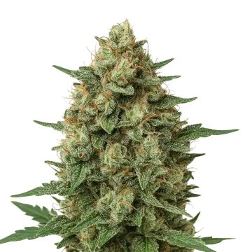 plante de cannabis Grape Ape Auto