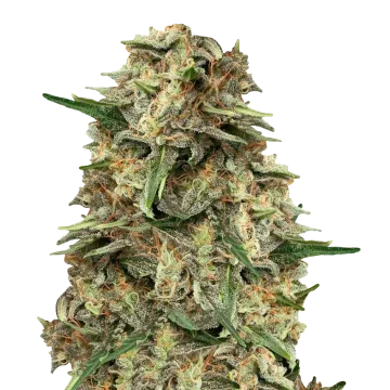 plante de cannabis Grape Ape