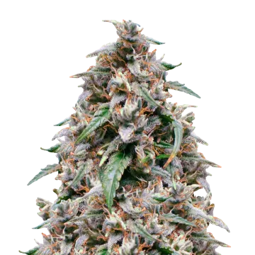 plante de cannabis Grease Monkey