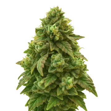 plante de cannabis Green Crack Auto