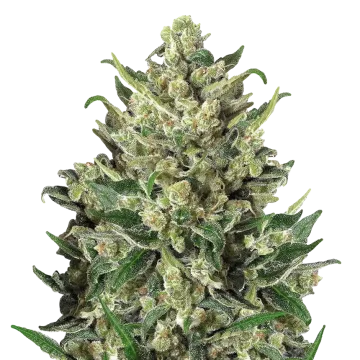 plante de cannabis Green Poison