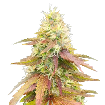 plante de cannabis Gumbo