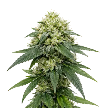 plante de cannabis Gush Mints Auto