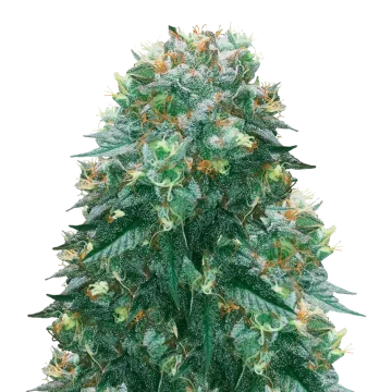 plante de cannabis Harlequin