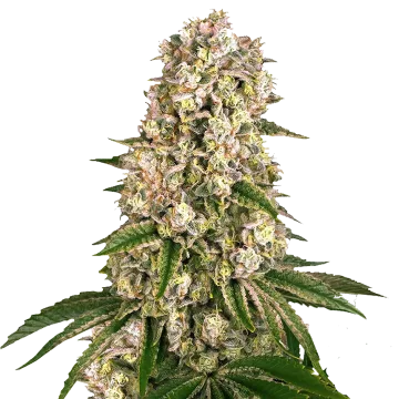 plante de cannabis Hash Plant