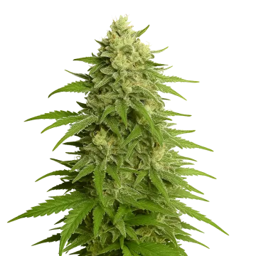 plante de cannabis Haze Auto