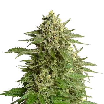 plante de cannabis Haze #1