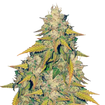 plante de cannabis Headband