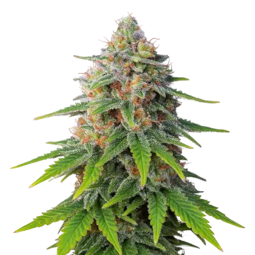 plante de cannabis Hellfire OG Auto