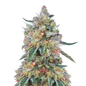 plante de cannabis Hellfire OG